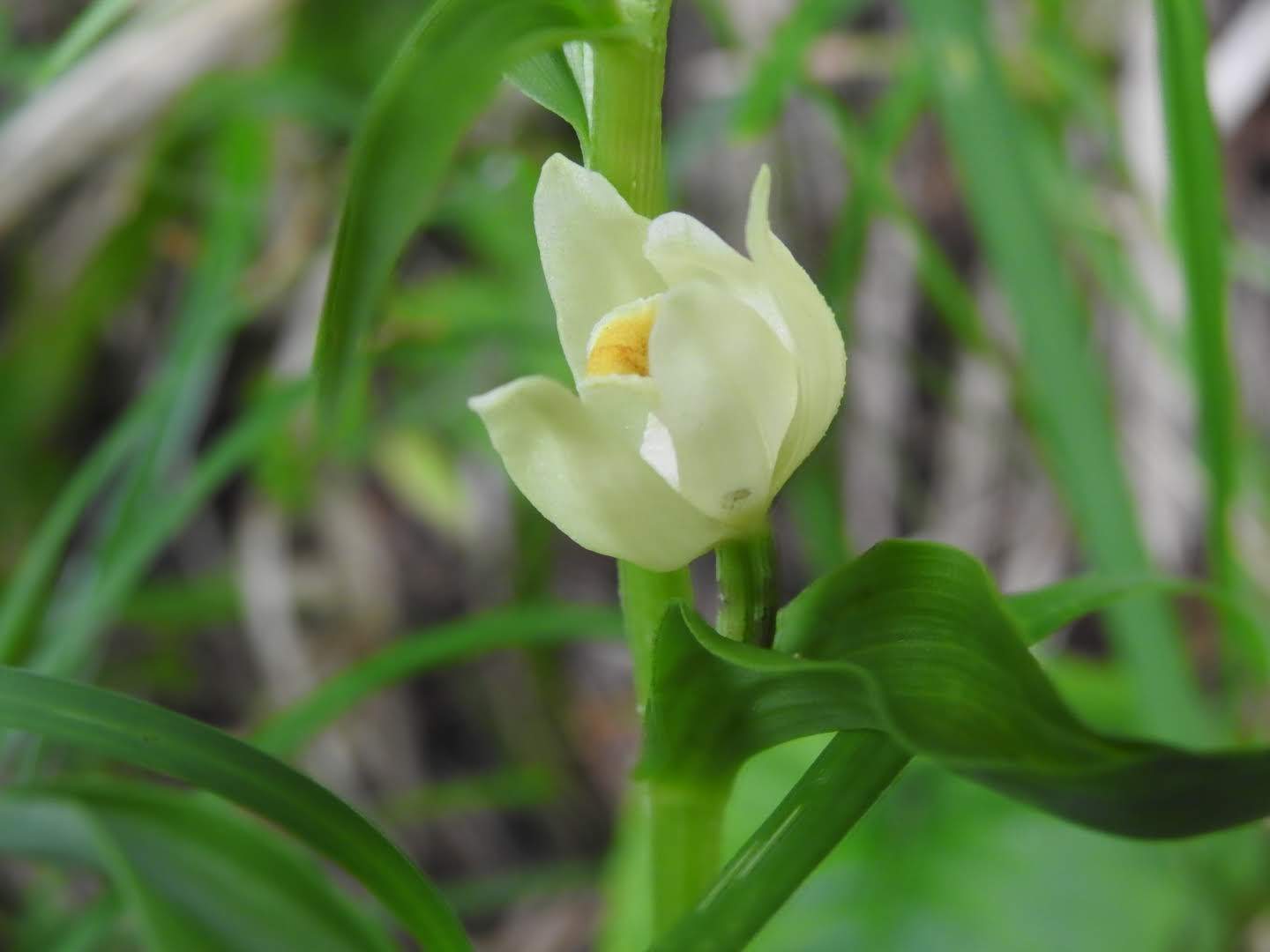 Cephalanthera damasonium