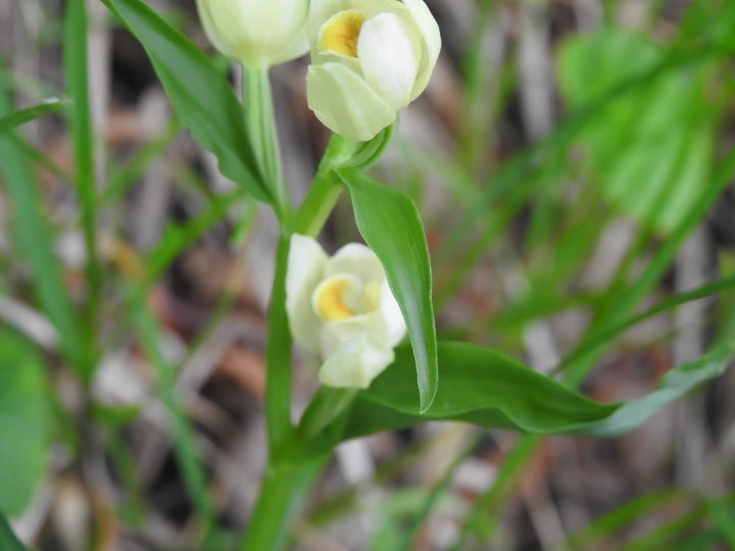 Cephalanthera damasonium