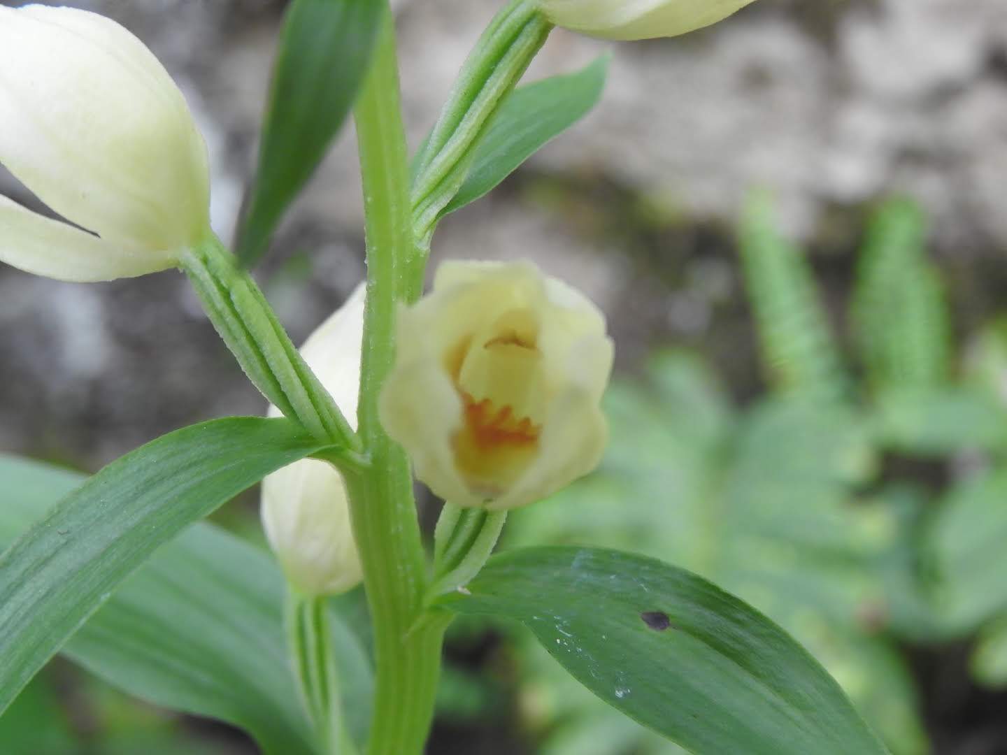 Cephalanthera damasonium