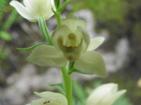 Cephalanthera damasonium