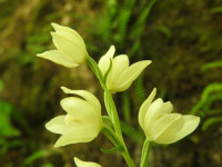 Cephalanthera damasonium