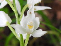 Cephalanthera longifolia