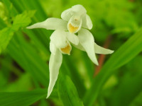 Cephalanthera longifolia