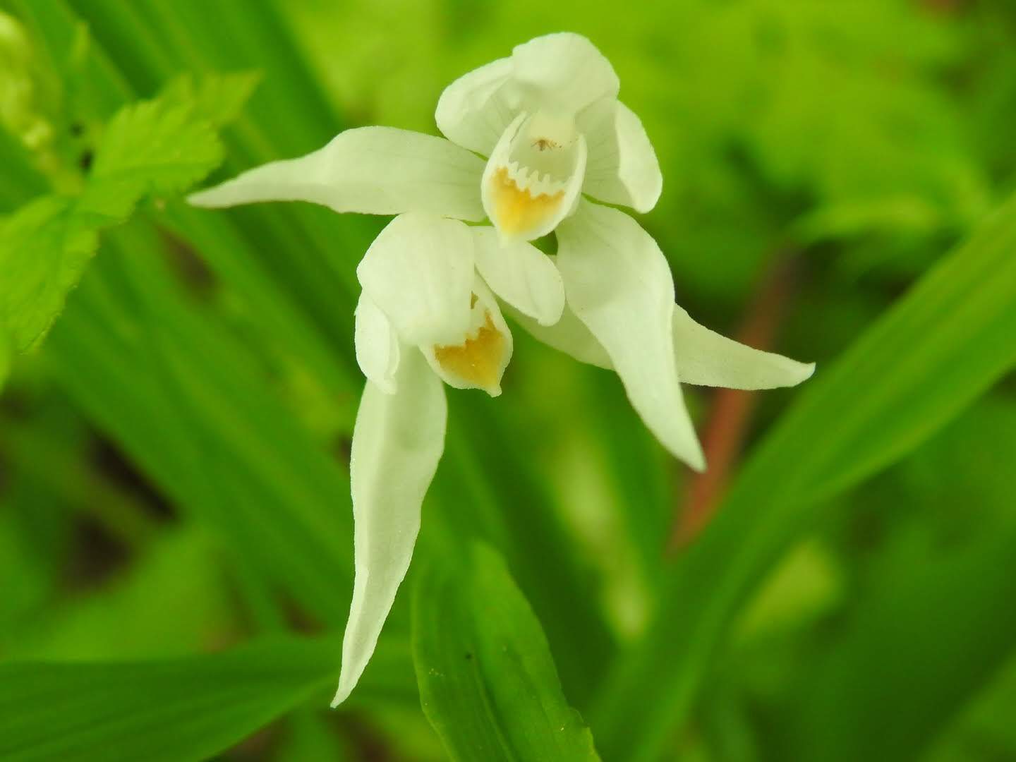 Cephalanthera longifolia