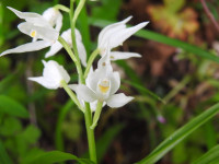 Cephalanthera longifolia