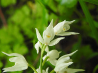 Cephalanthera longifolia