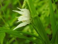 Cephalanthera longifolia