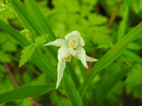 Cephalanthera longifolia