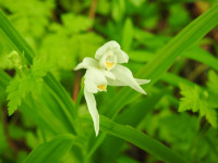 Cephalanthera longifolia