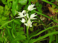 Cephalanthera longifolia