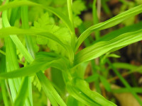 Cephalanthera longifolia