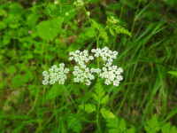 Chaerophyllum temulum