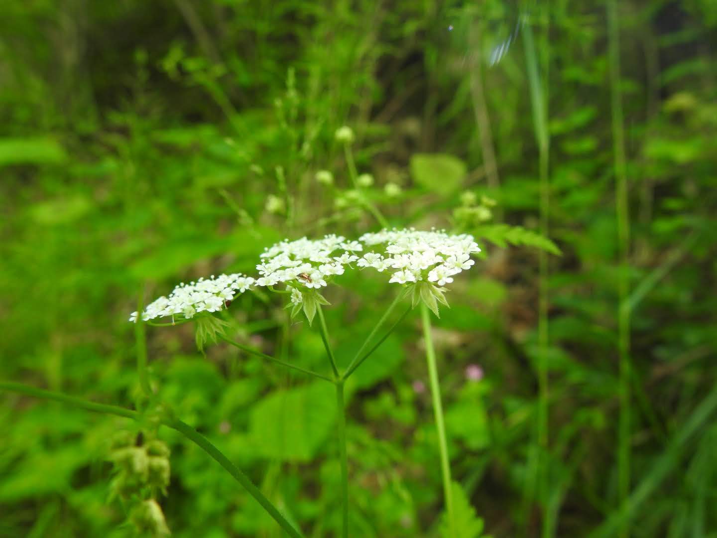 Chaerophyllum temulum