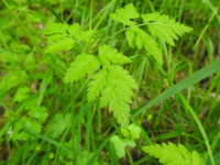 Chaerophyllum temulum