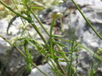 Lactuca perennis