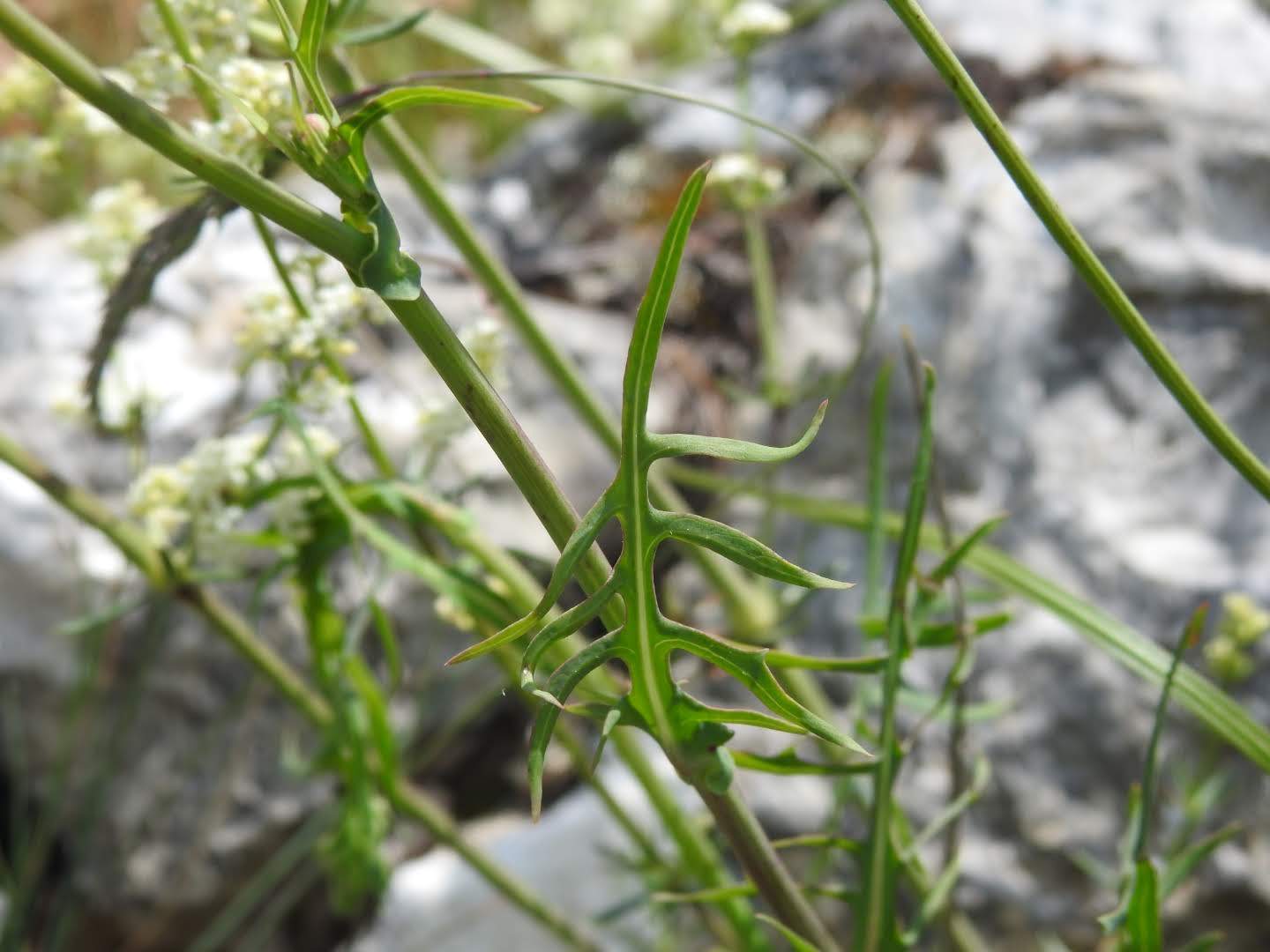 Lactuca perennis