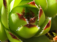 Sempervivum tectorum