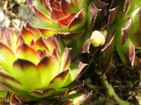 Sempervivum tectorum