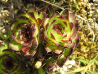 Sempervivum tectorum