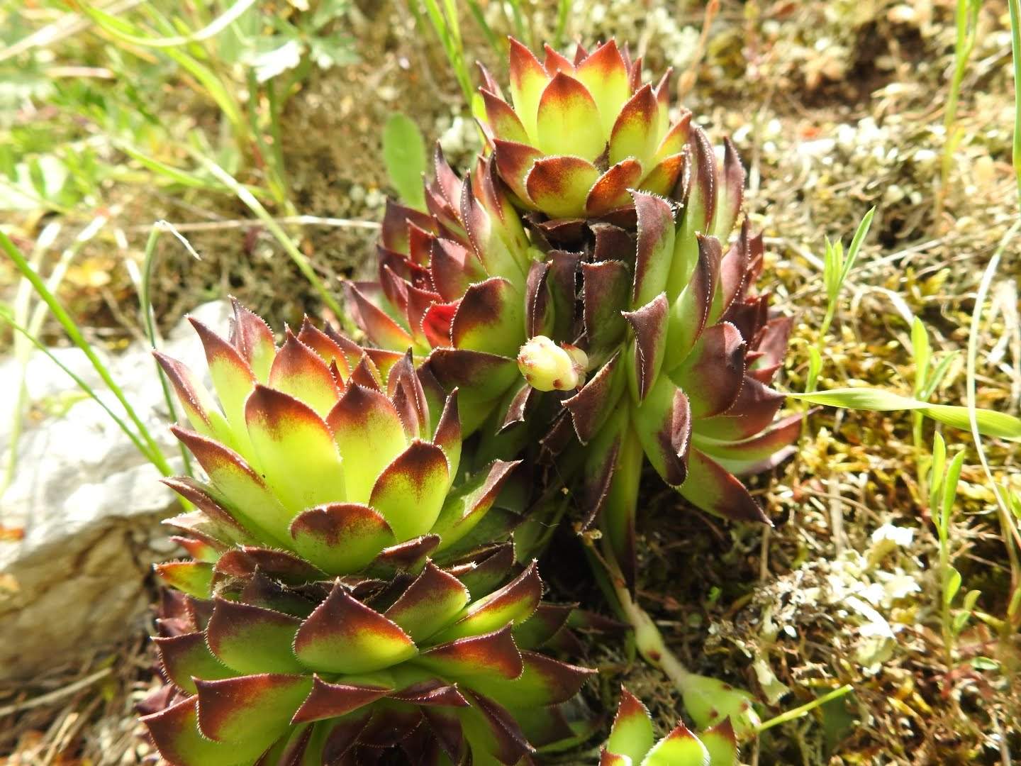 Sempervivum tectorum