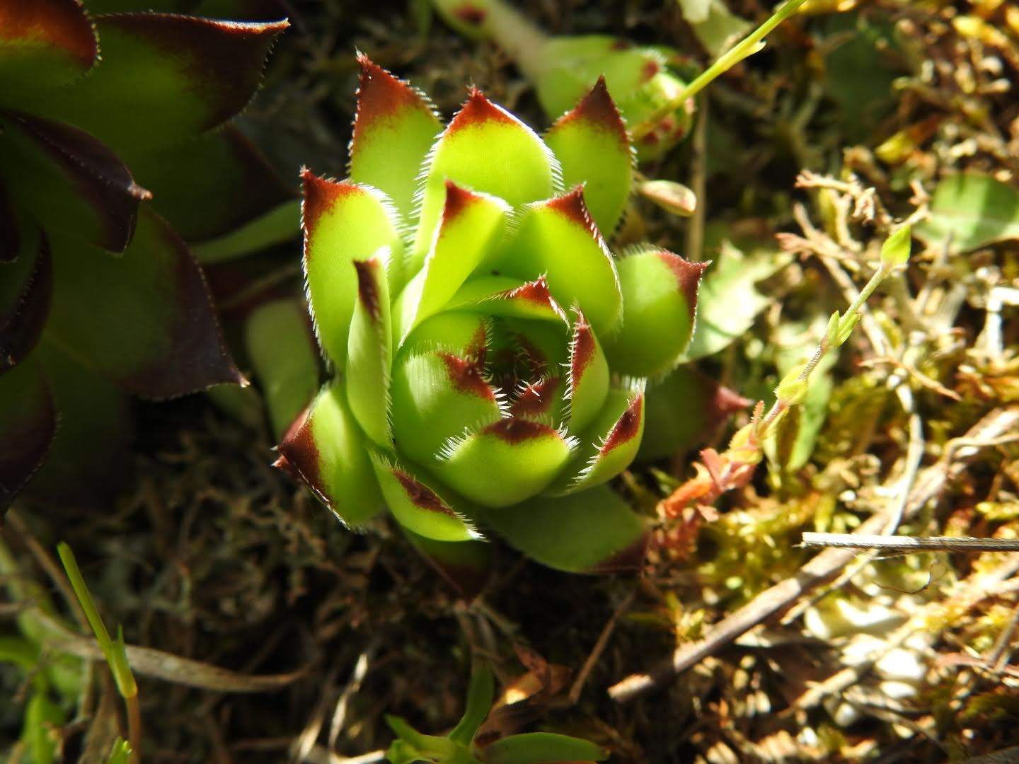 Sempervivum tectorum