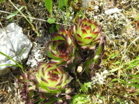 Sempervivum tectorum