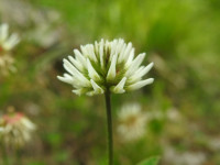 Trifolium ochroleucon