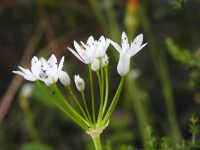 Allium ursinum