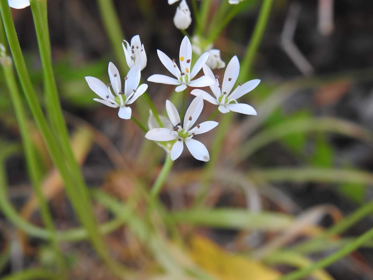 Allium ursinum