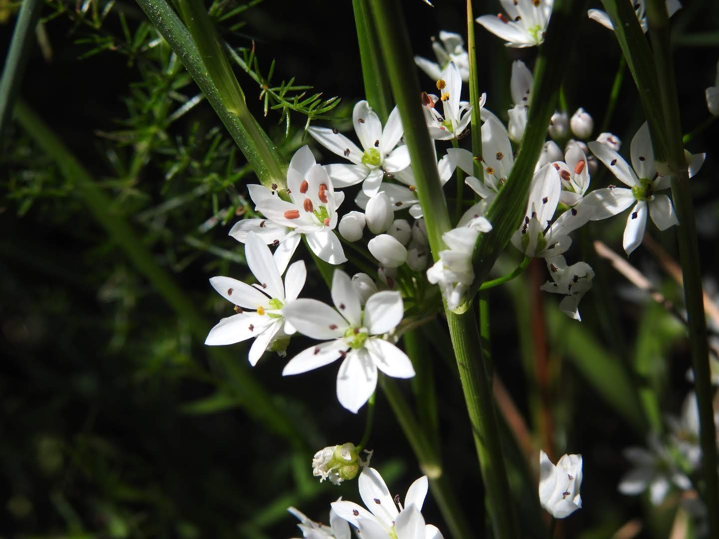 Allium ursinum