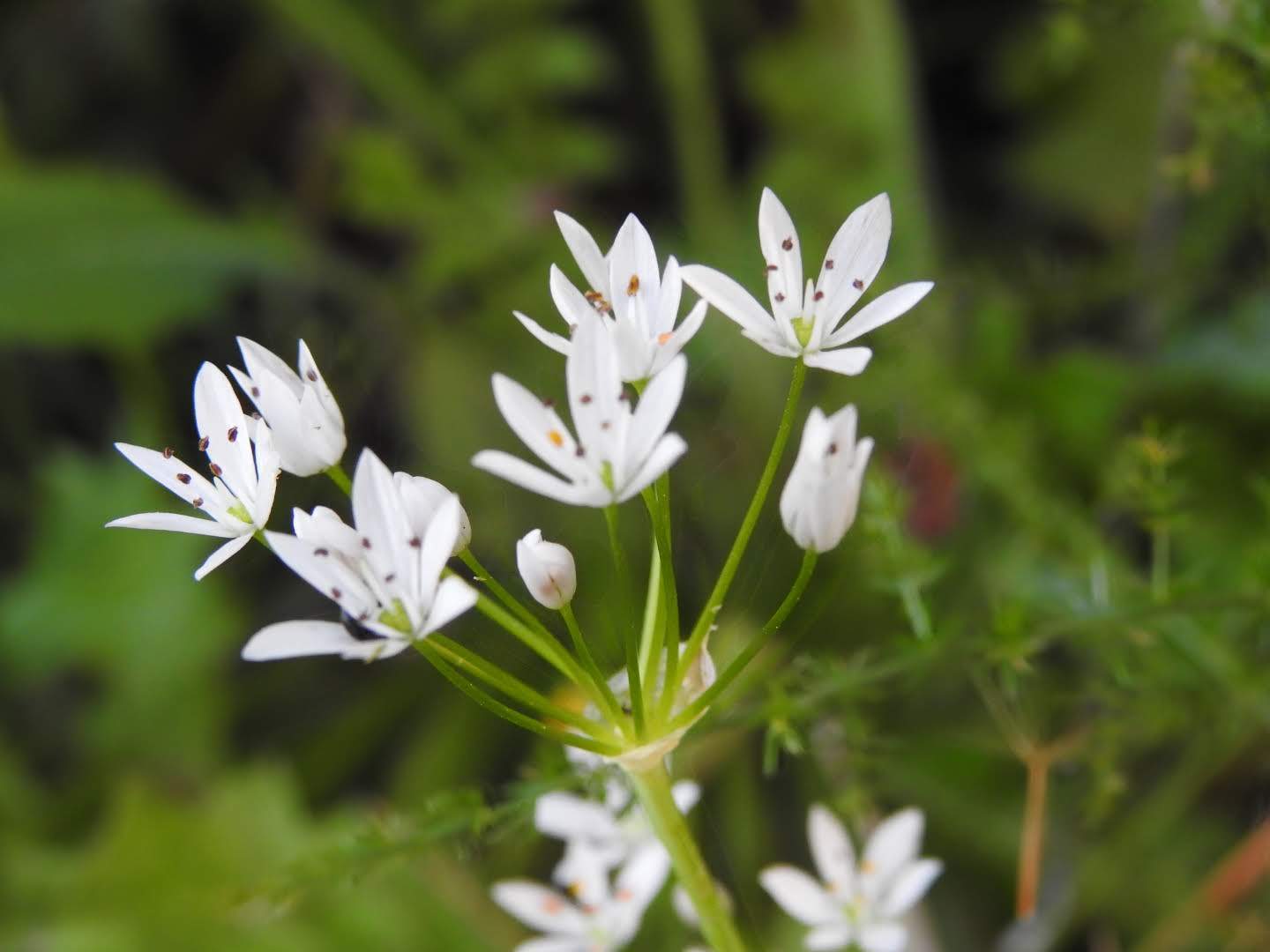 Allium ursinum