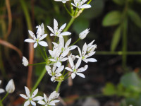 Allium ursinum