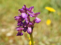 Anacamptis morio