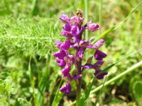 Anacamptis morio