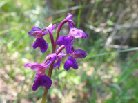 Anacamptis morio