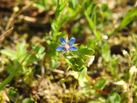 Lysimachia arvensis
