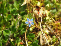 Lysimachia arvensis