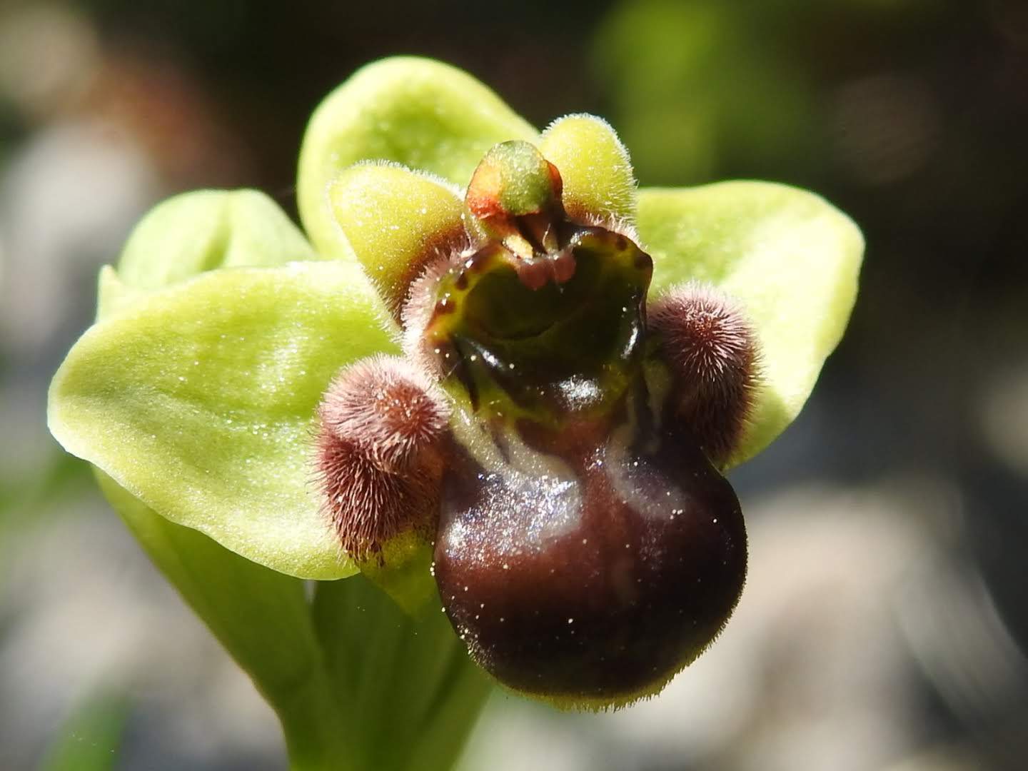 Ophrys bombyliflora