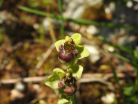 Ophrys bombyliflora