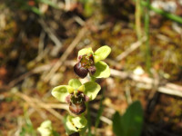 Ophrys bombyliflora