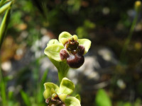 Ophrys bombyliflora
