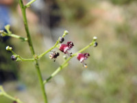 Scrophularia canina