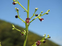 Scrophularia canina