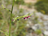 Scrophularia canina