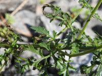 Scrophularia canina