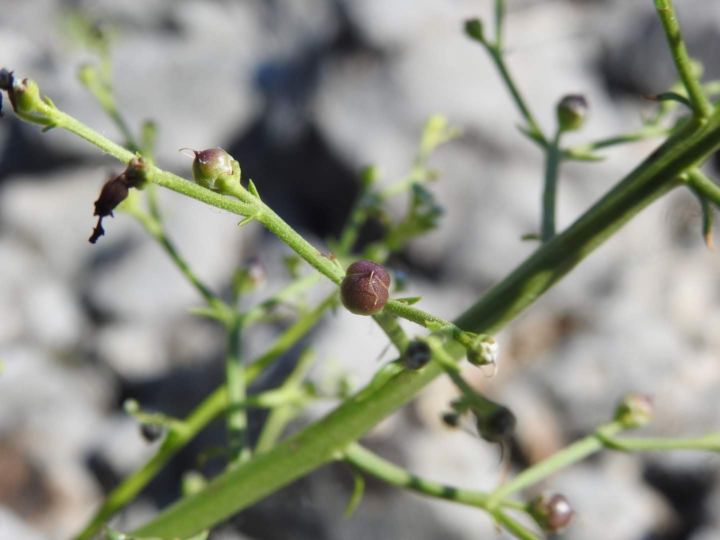 Scrophularia canina