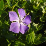 Vinca major