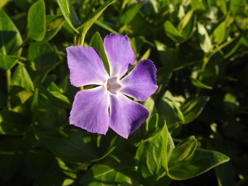 Vinca major