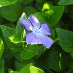 Vinca major
