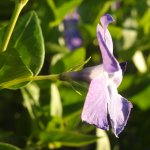 Vinca major